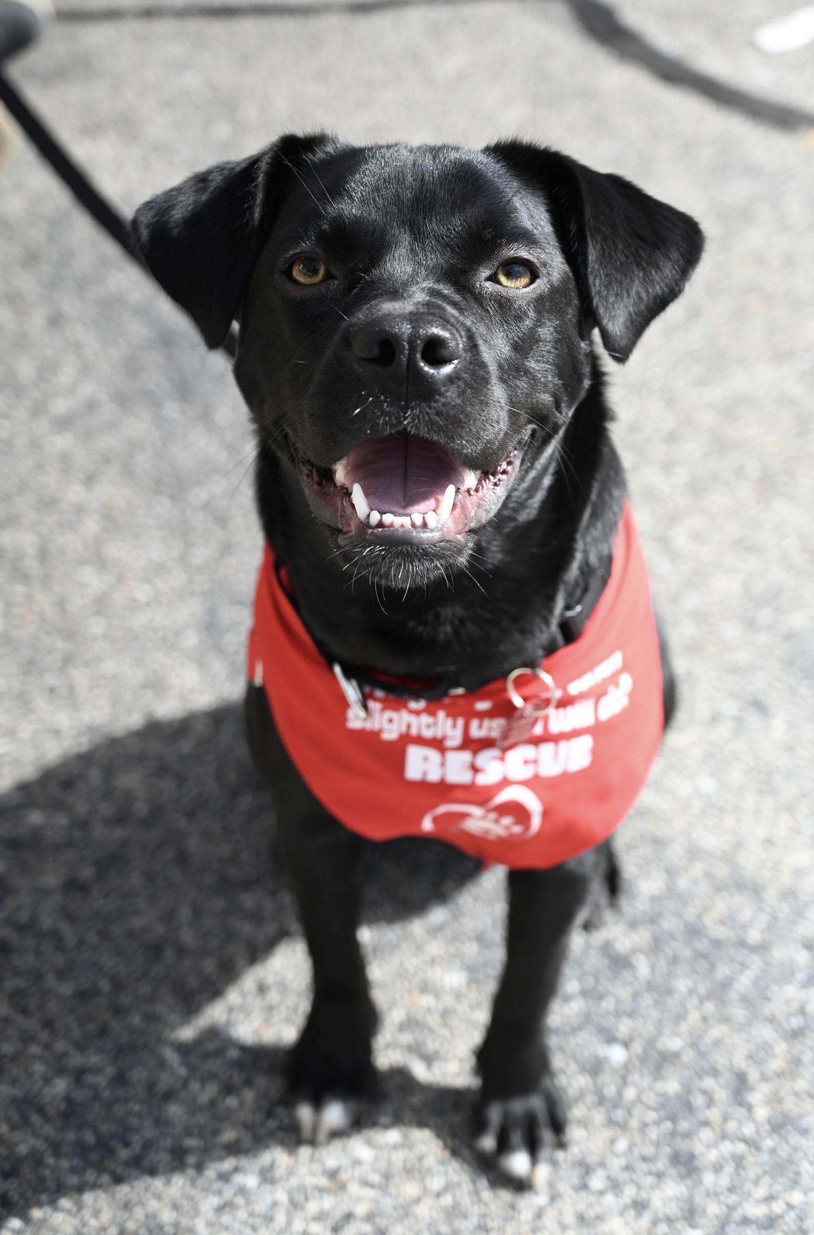 Enlarge Bee Sunshine *LOCAL*, a Adoptable mixed breed in Wakefield, RI image 3/3