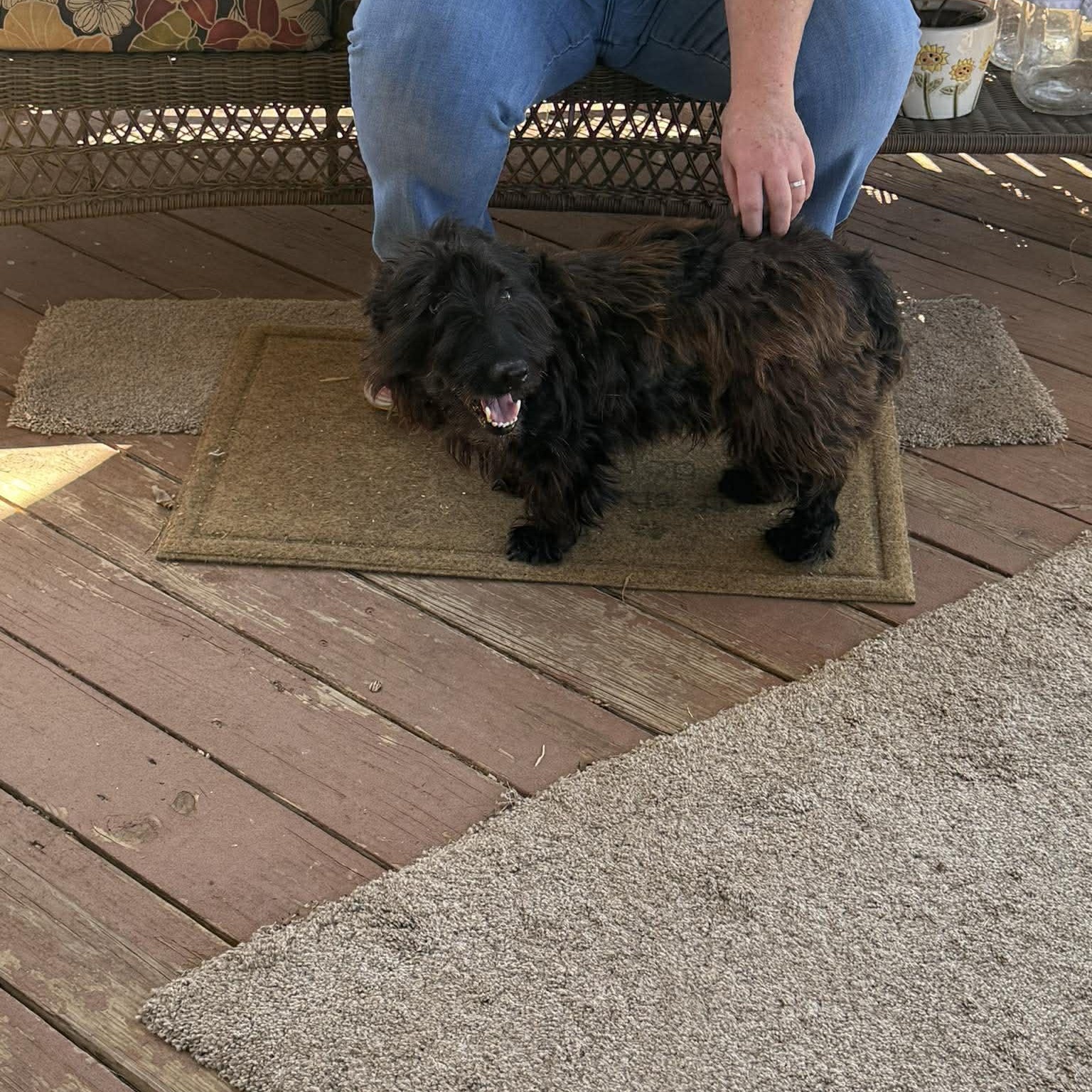 Blaine, ADOPTABLE, Adult Male Scottish Terrier.