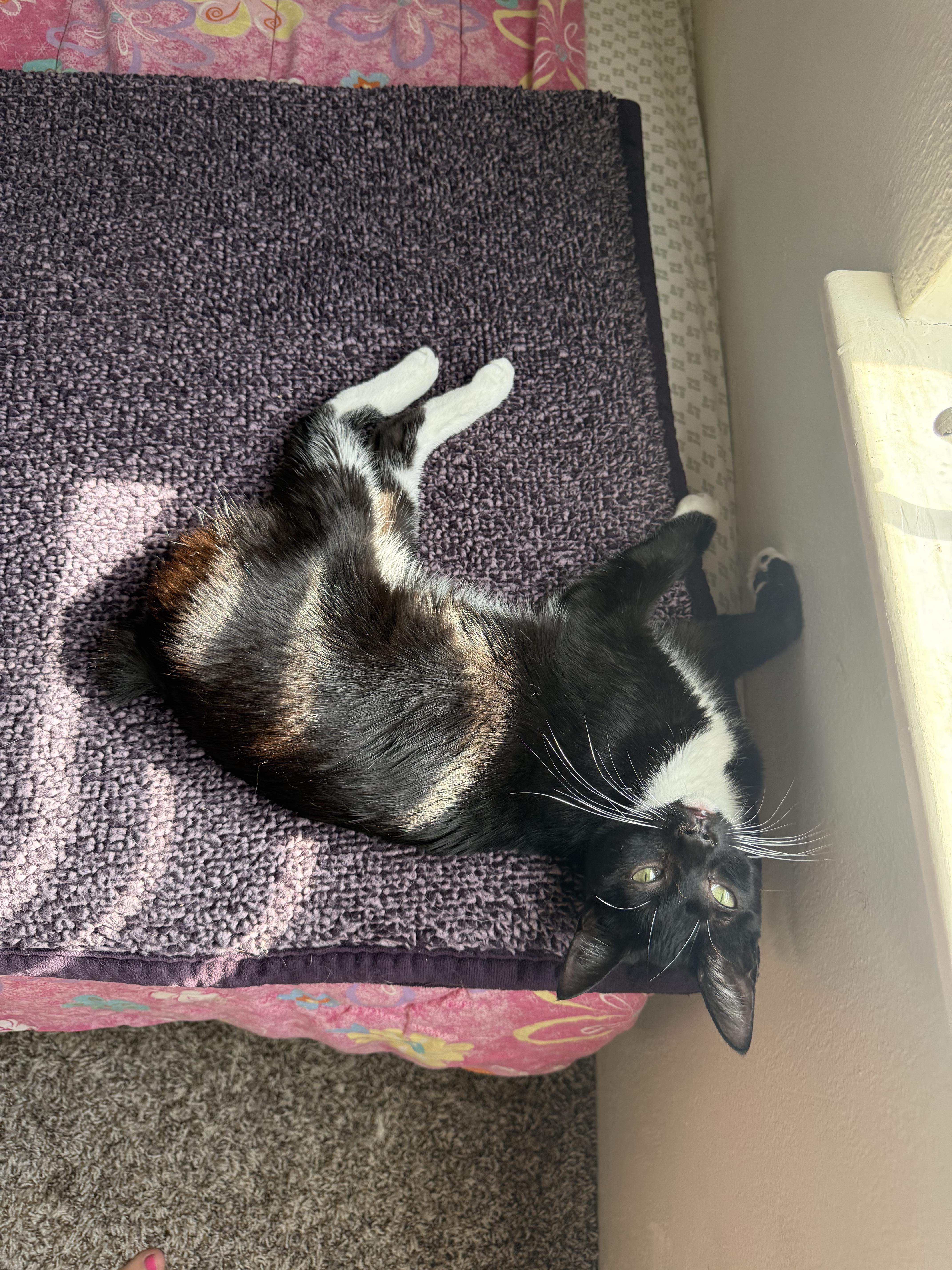 Enlarge Manxy , a ADOPTABLE Manx in Fresno, CA image 1/1