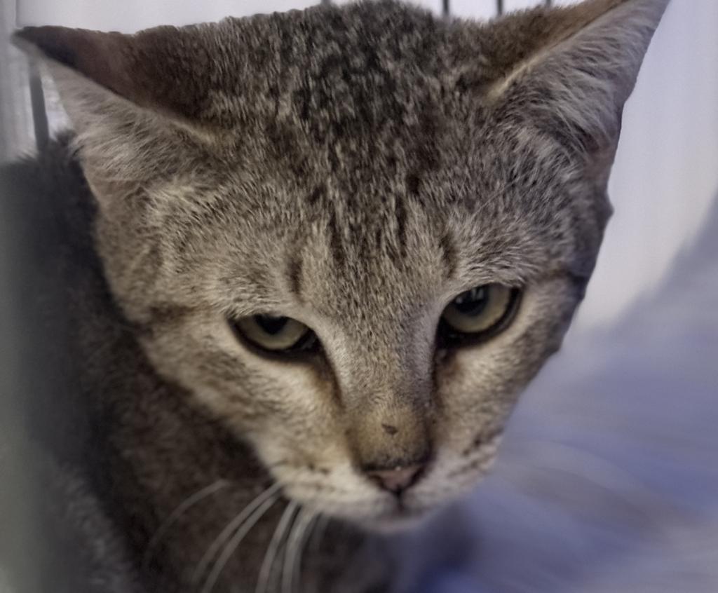 Enlarge Frisco, a Adoptable Tabby in Palmer, AK image 1/1