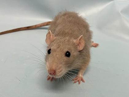 Gelato, Adoptable, Adult Male Rat & Rat.