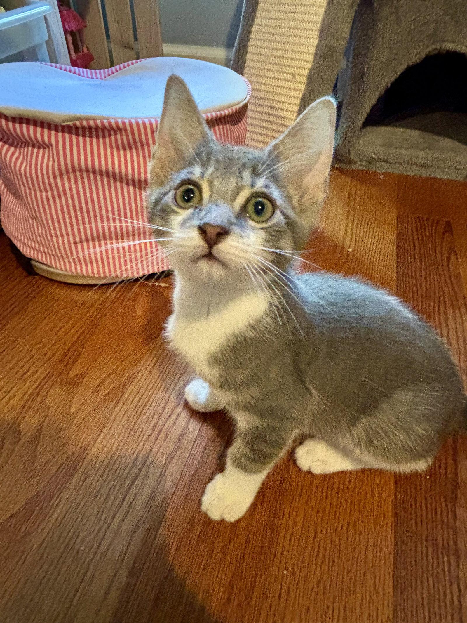 Enlarge Bandit, a Adoptable Domestic Short Hair in Roxboro, NC image 1/3
