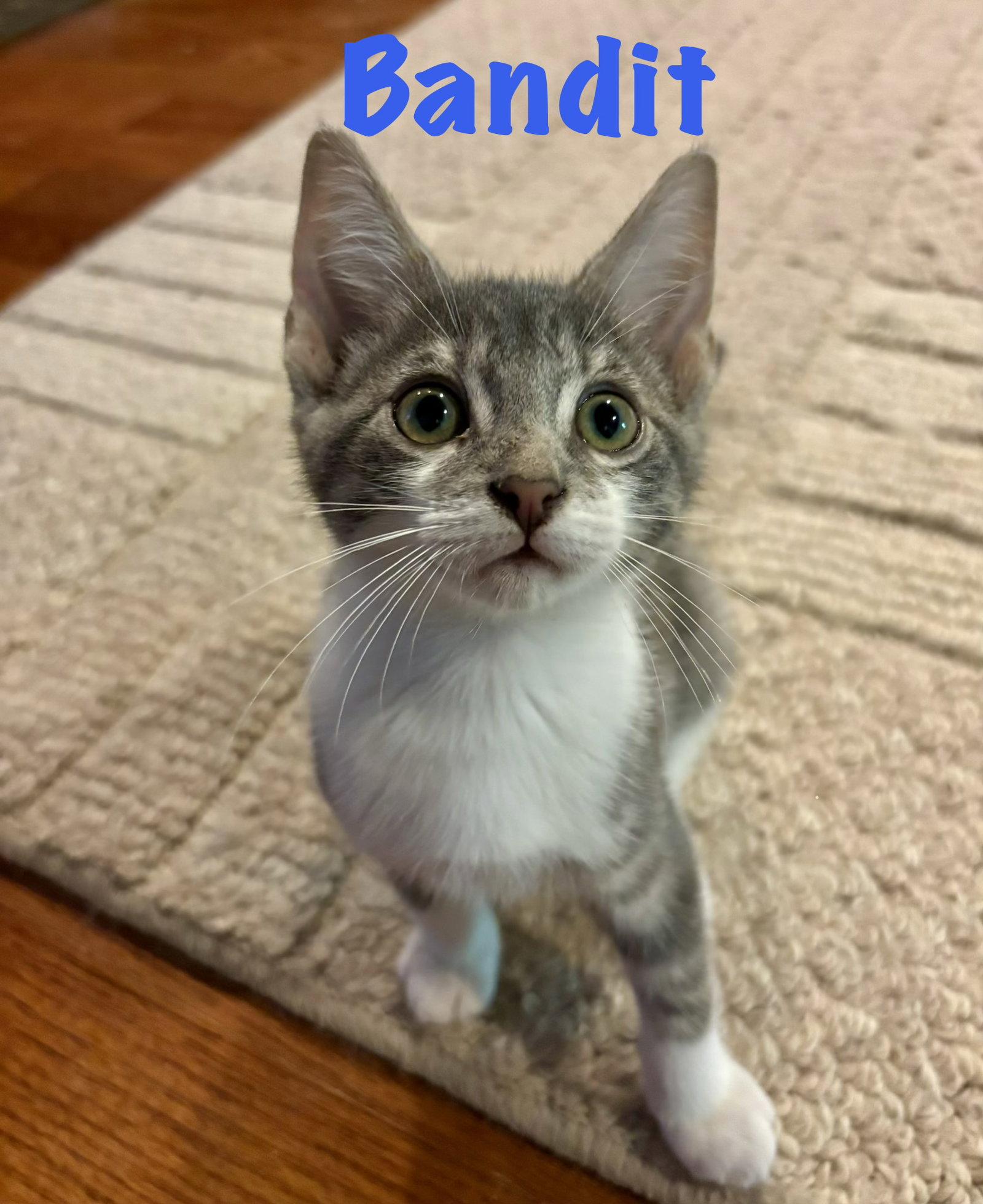 Enlarge Bandit, a Adoptable Domestic Short Hair in Roxboro, NC image 2/3