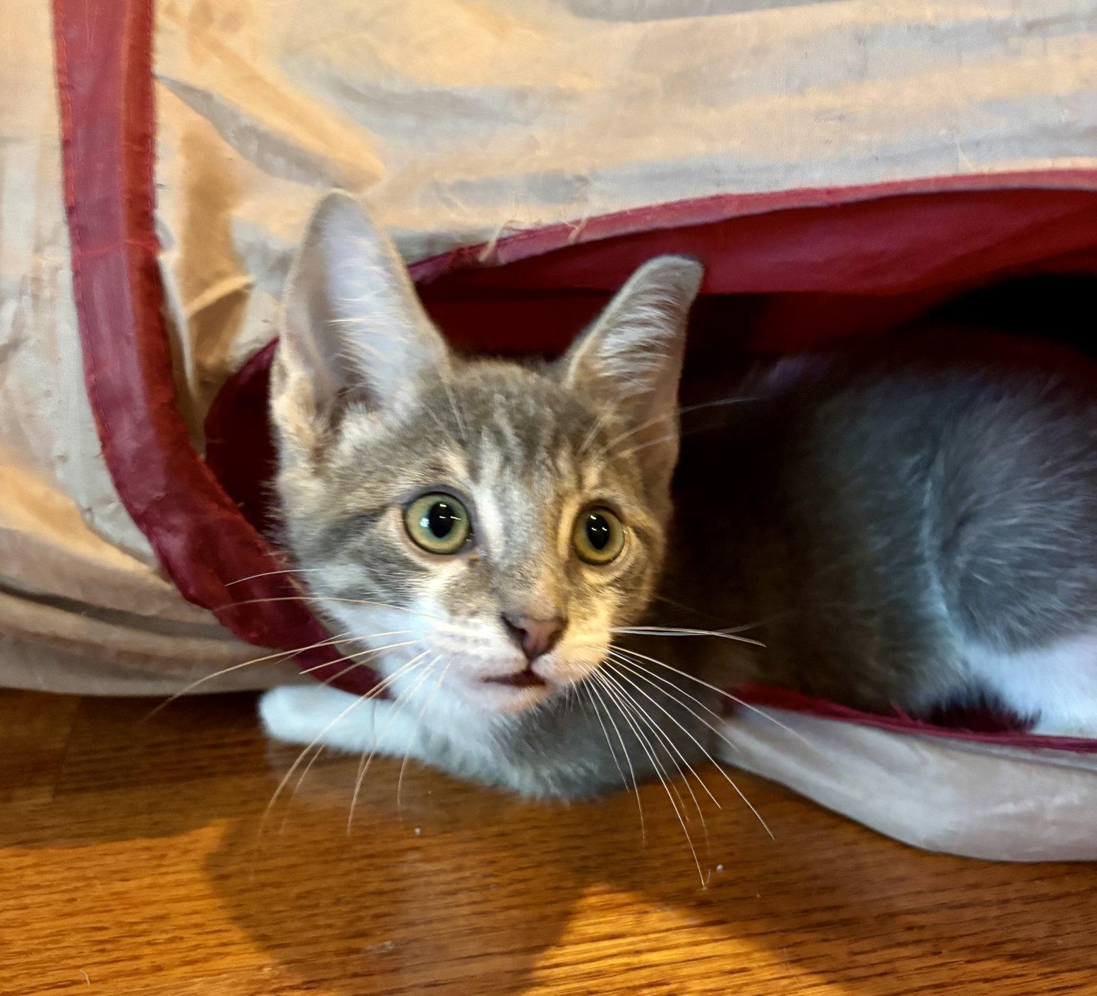 Enlarge Bandit, a Adoptable Domestic Short Hair in Roxboro, NC image 3/3
