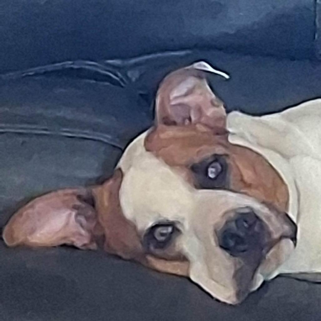 Lucy, Adoptable, Adult Female Mixed Breed.