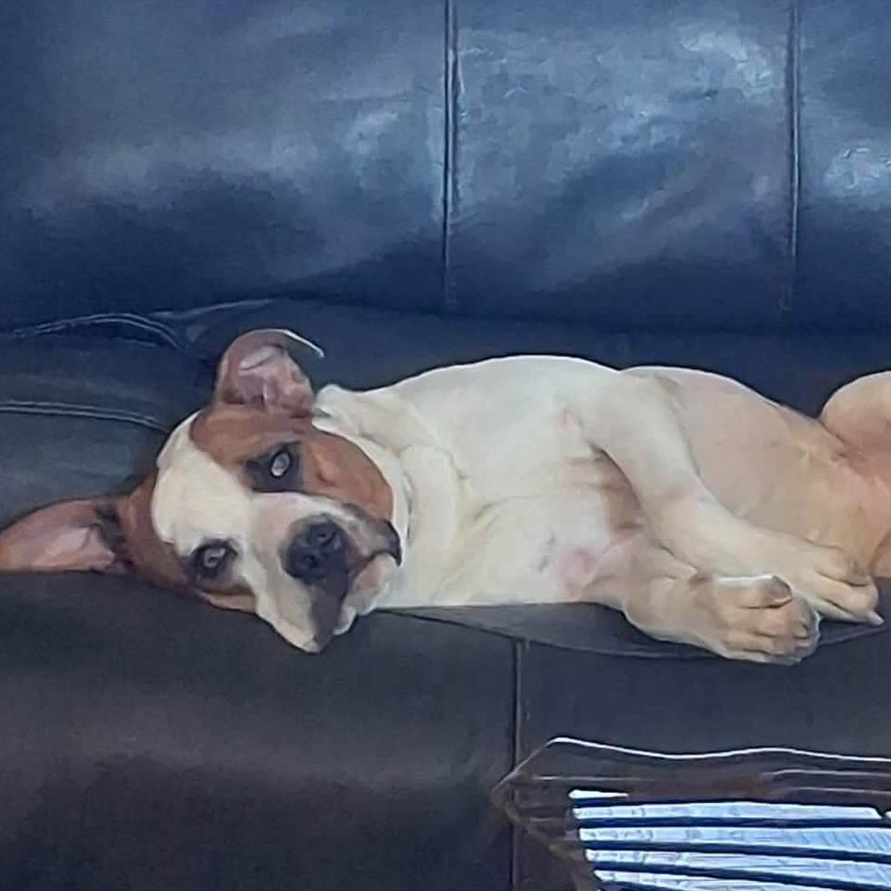 Enlarge Lucy, a Adoptable Mixed Breed in Brooksville, KY image 2/4