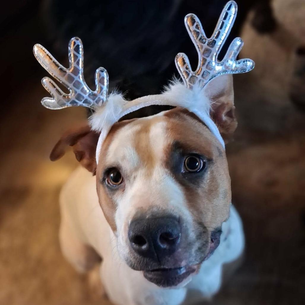 Enlarge Lucy, a Adoptable Mixed Breed in Brooksville, KY image 3/4