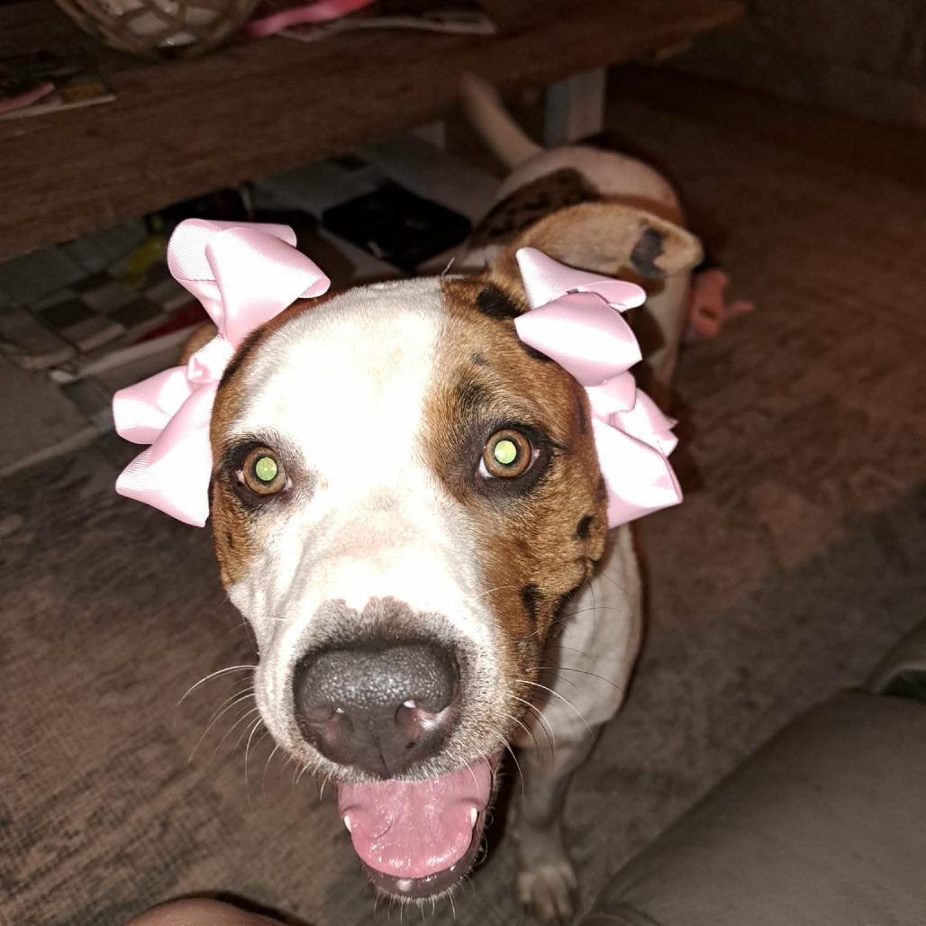 Enlarge Lucy, a Adoptable Mixed Breed in Brooksville, KY image 4/4