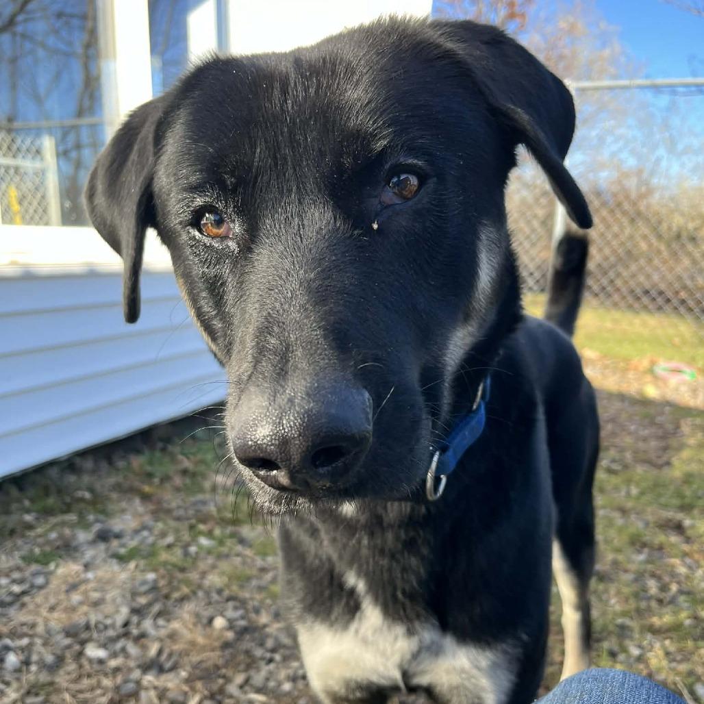 Enlarge Milo, a Adoptable mixed breed in Saugerties, NY image 4/5