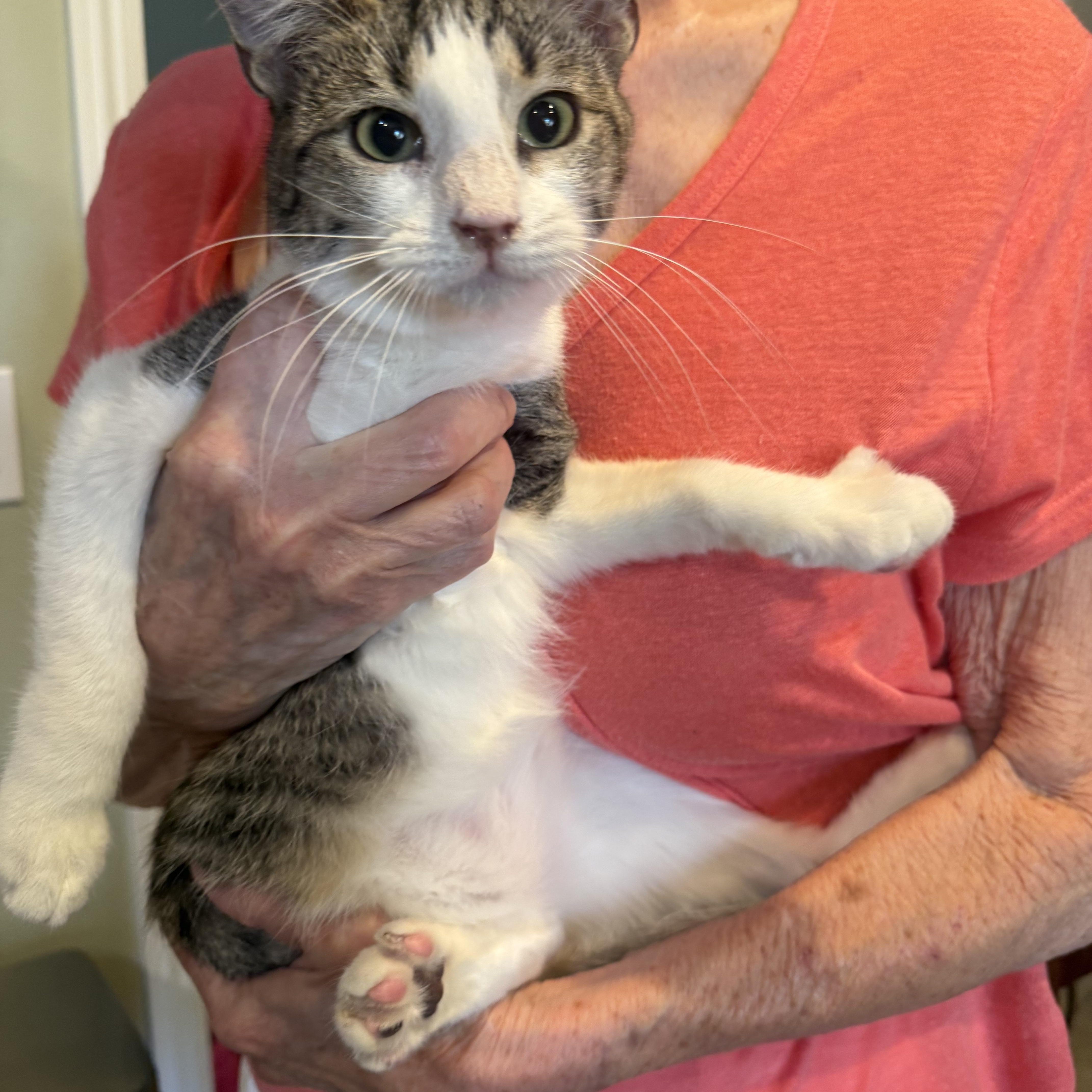 Ill fix it, ADOPTABLE, Young Male Tabby.