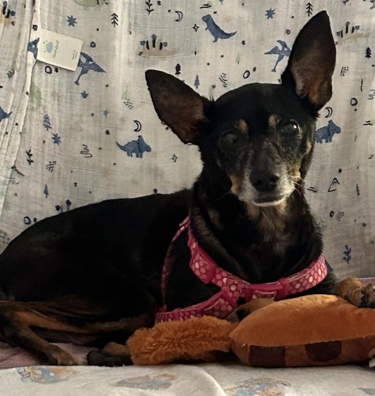 Total Love Bug, adopted, Senior Female Miniature Pinscher.