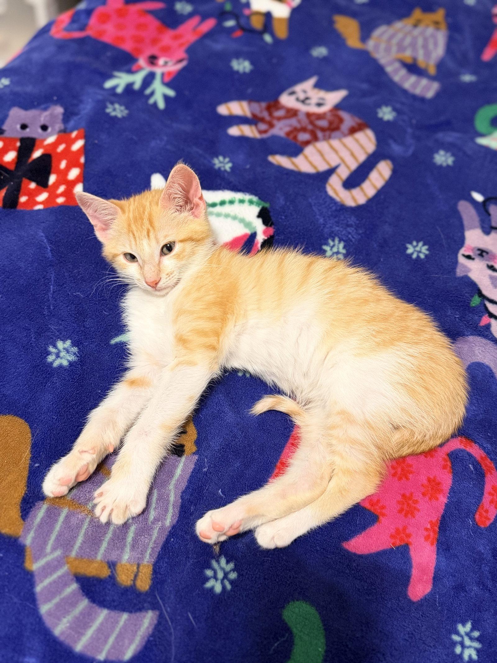 Figgy Pudding, Adopted, Young Male Domestic Short Hair.