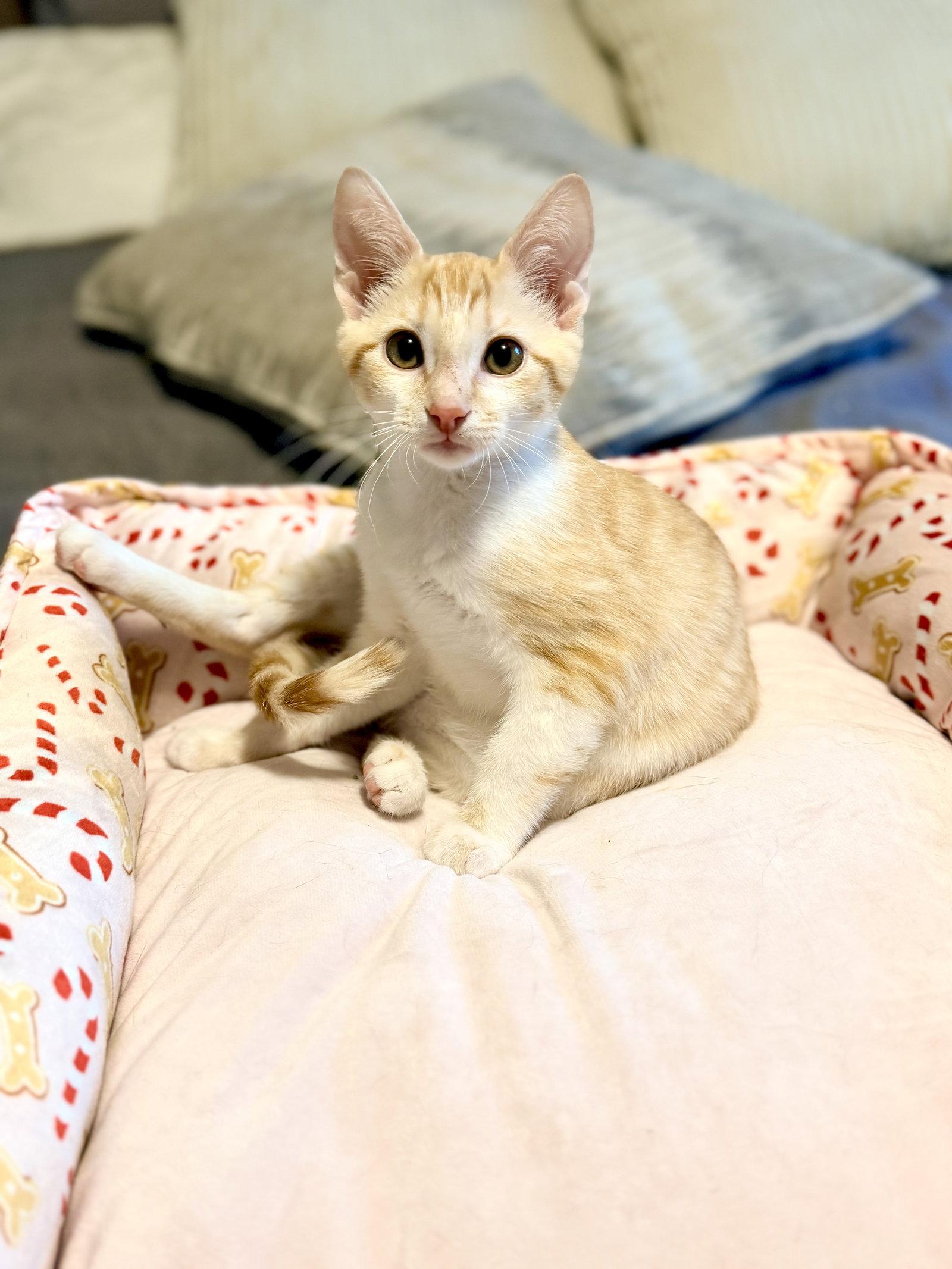 Figgy Pudding, a Adopted Domestic Short Hair in Camden, SC image 2/3