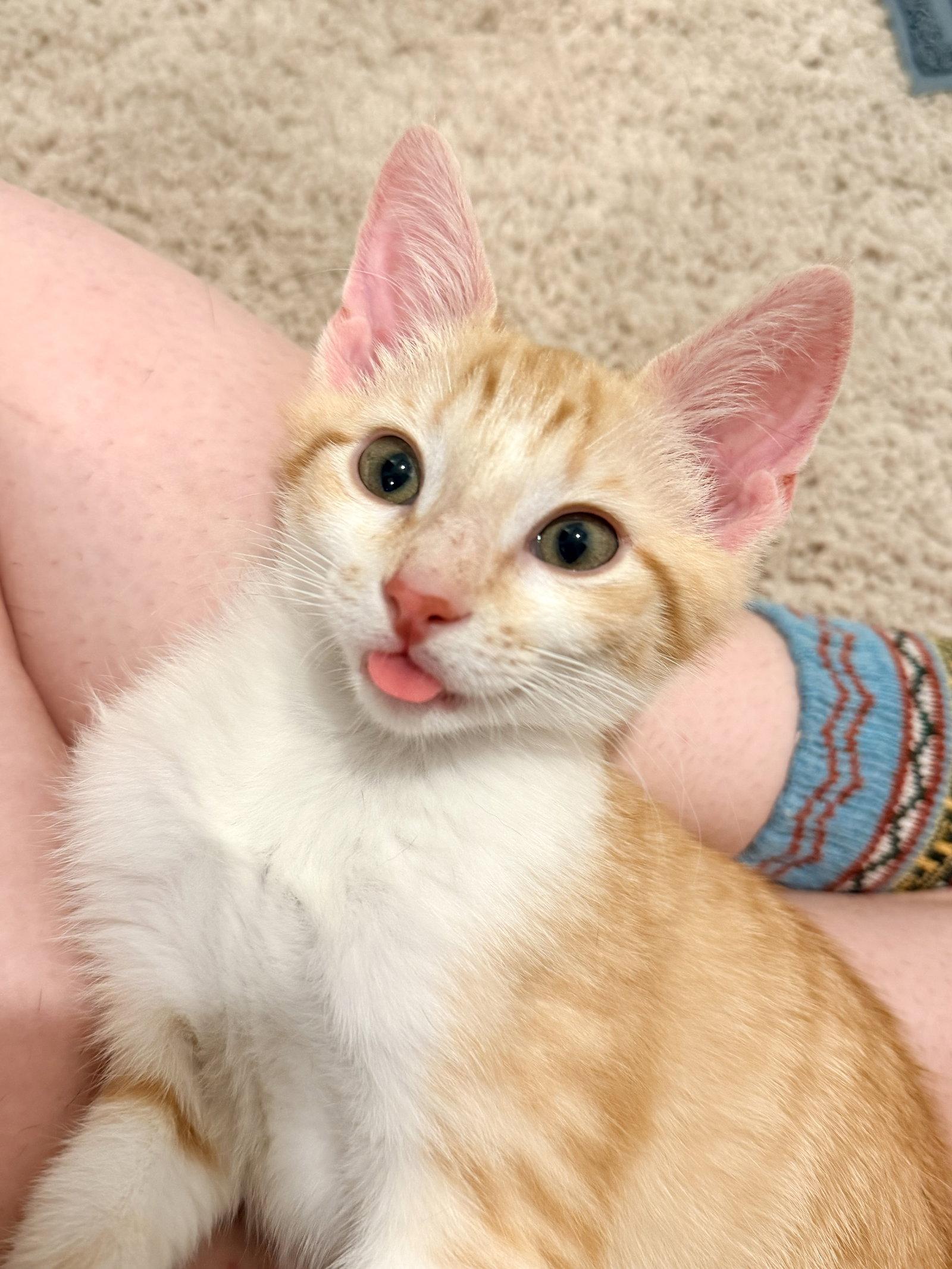 Figgy Pudding, a Adopted Domestic Short Hair in Camden, SC image 3/3