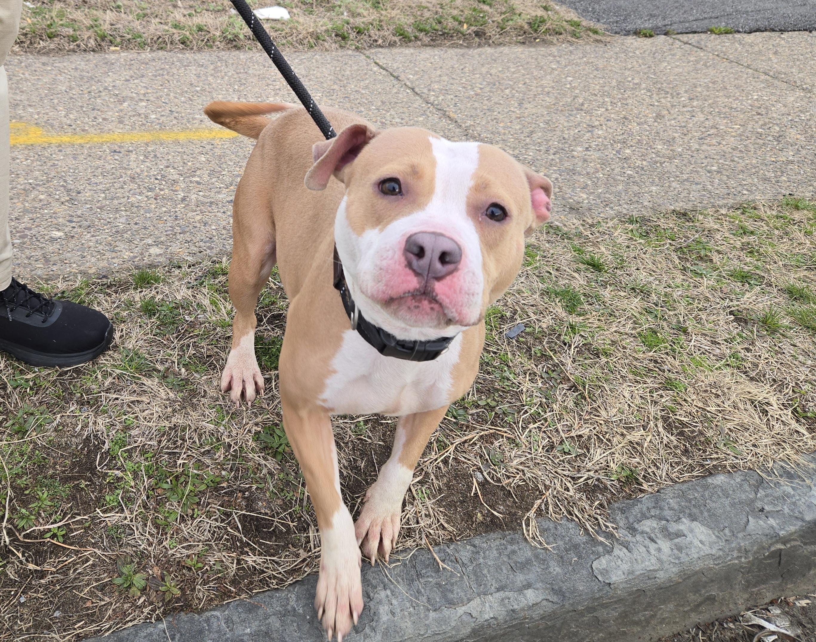 Enlarge Cake, an adopted Pit Bull Terrier in Trenton, NJ image 3/3
