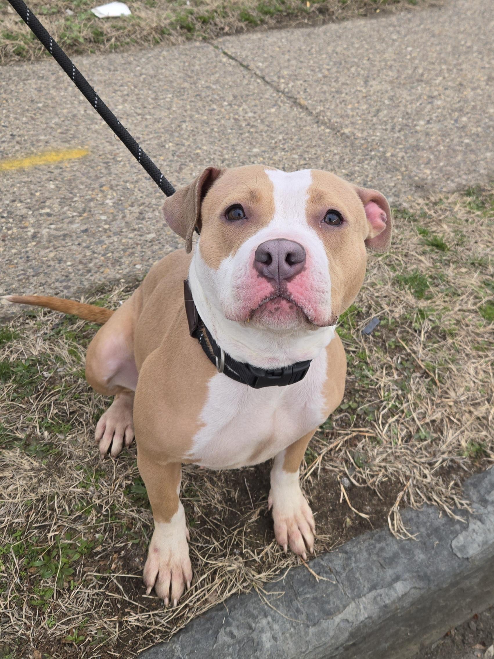Cake, adopted, Young Female Pit Bull Terrier.