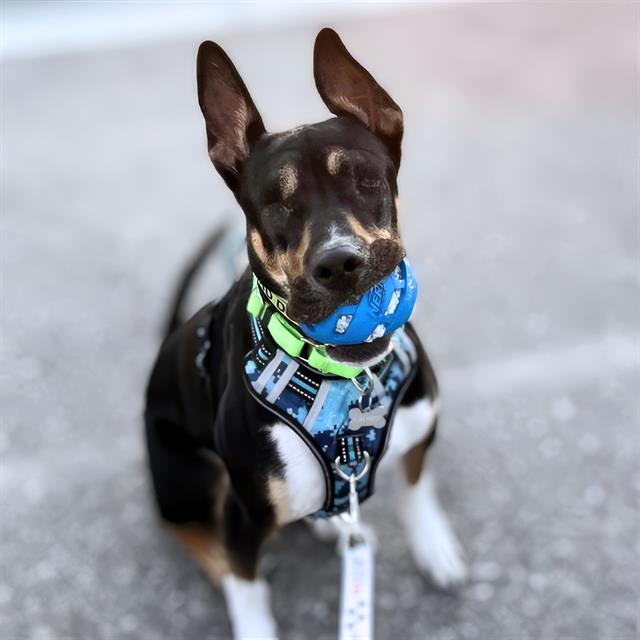 Enlarge REMY, a Adoptable mixed breed in Tucson, AZ image 1/1
