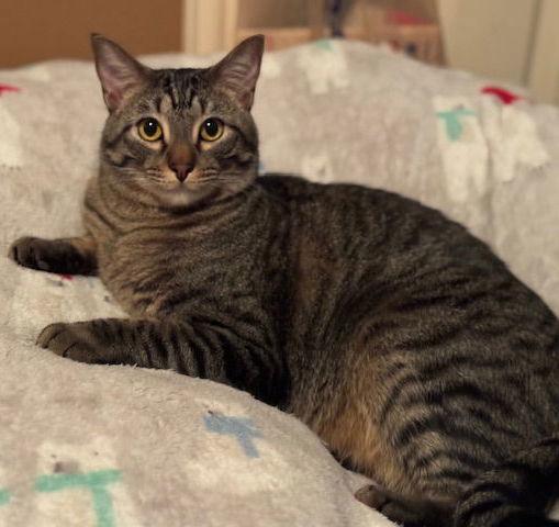 Max, Adoptable, Young Male Domestic Short Hair & Tabby.