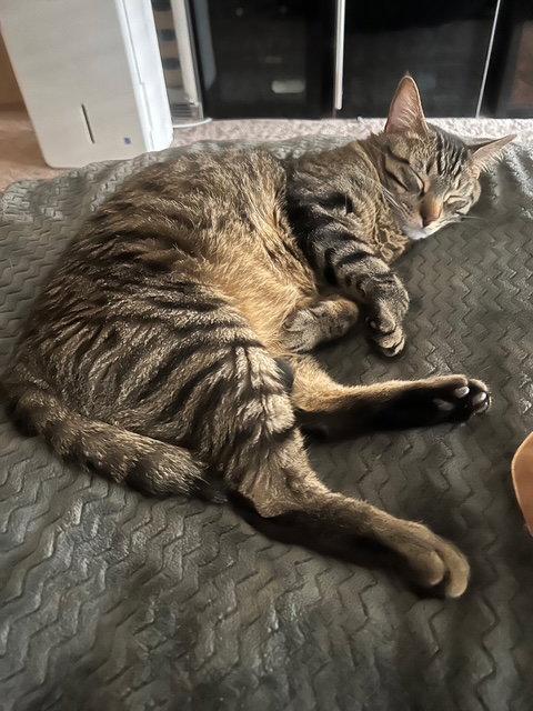 Max, Adoptable, Young Male Domestic Short Hair & Tabby.