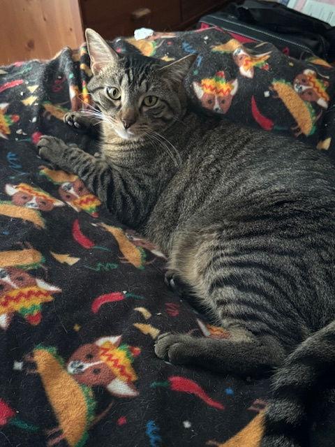 Enlarge Max, a Adoptable mixed breed in Frisco, TX image 1/3