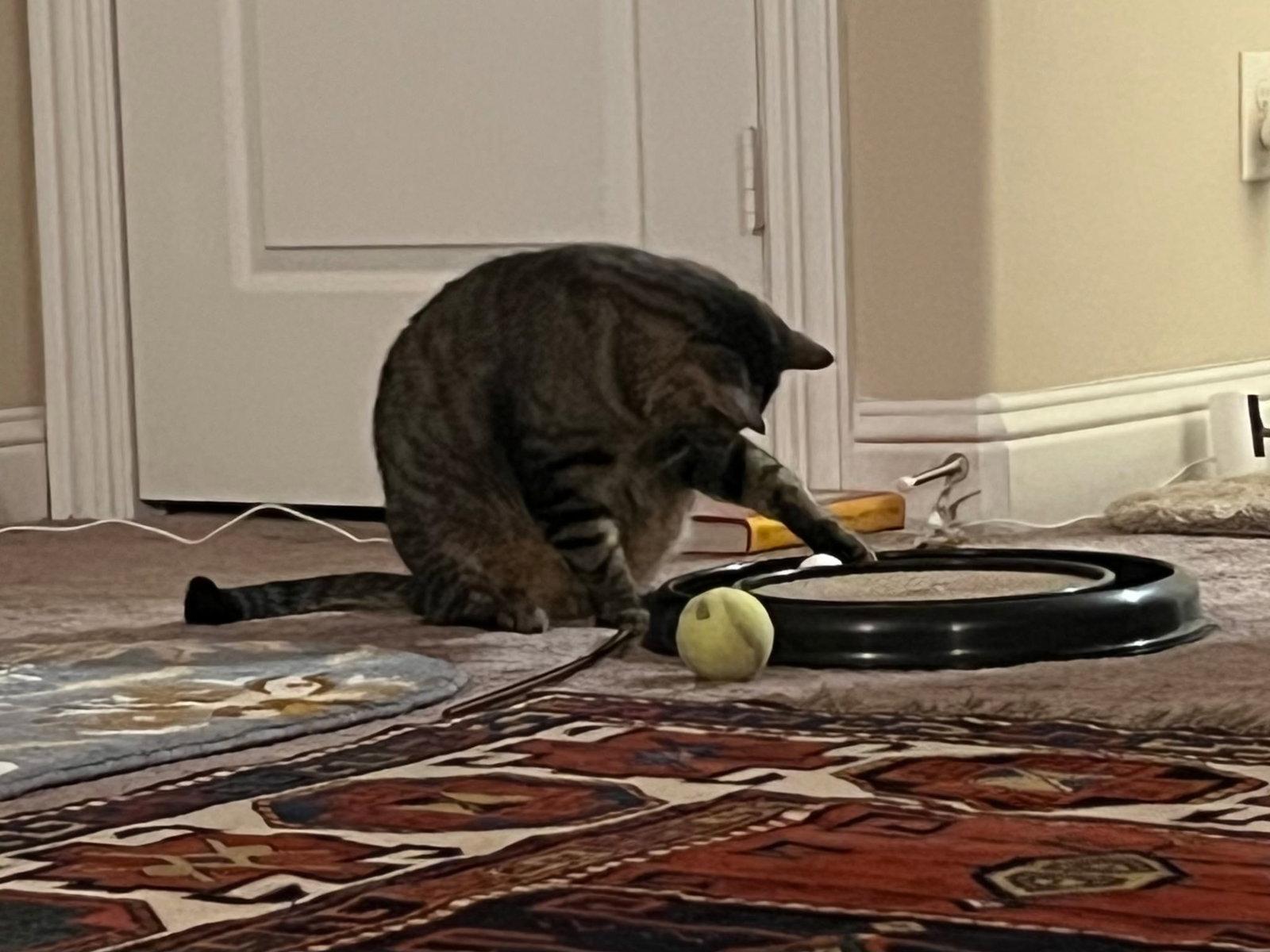 Enlarge Max, a Adoptable mixed breed in Frisco, TX image 2/3