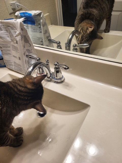 Enlarge Max, a Adoptable mixed breed in Frisco, TX image 3/3