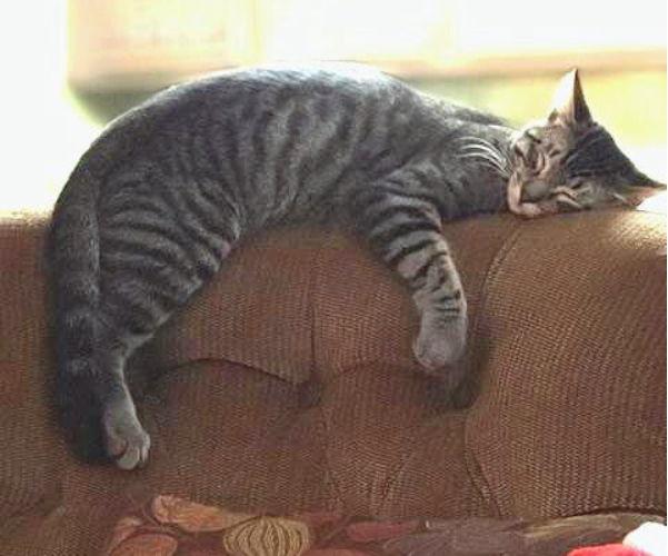 Max, Adoptable, Young Male Domestic Short Hair & Tabby.