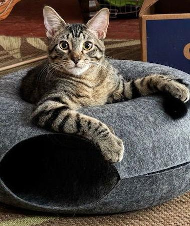 Max, a Adoptable mixed breed in Frisco, TX image 2/3