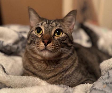 Enlarge Max, a Adoptable mixed breed in Frisco, TX image 2/3