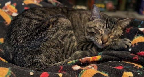 Enlarge Max, a Adoptable mixed breed in Frisco, TX image 3/3