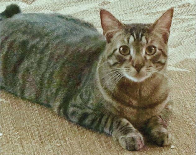 Max, a Adoptable mixed breed in Frisco, TX image 3/3