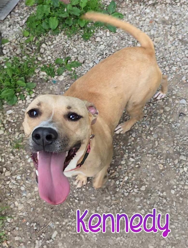 Enlarge Kennedy, a Adoptable Pit Bull Terrier in Port Clinton, OH image 2/6