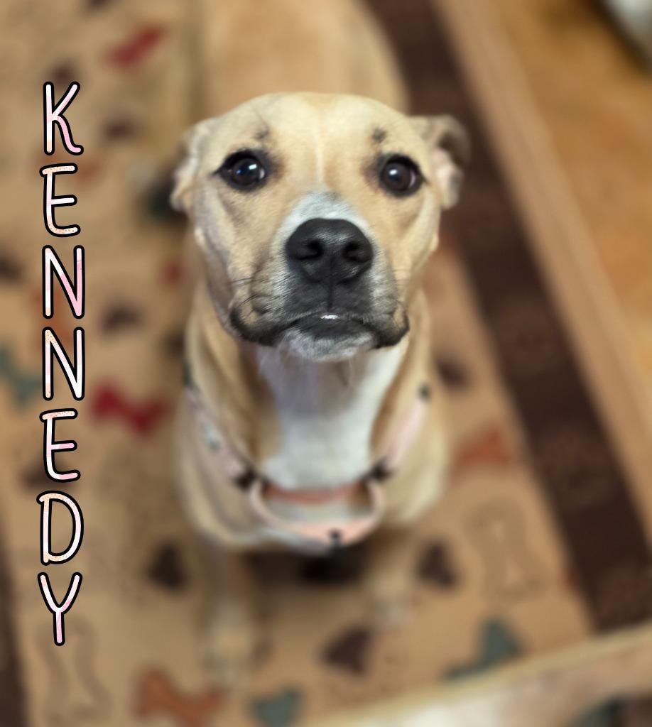 Enlarge Kennedy, a Adoptable Pit Bull Terrier in Port Clinton, OH image 5/6