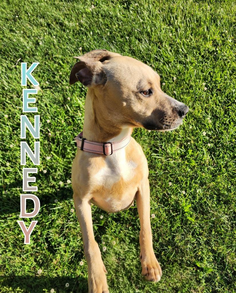 Enlarge Kennedy, a Adoptable Pit Bull Terrier in Port Clinton, OH image 6/6