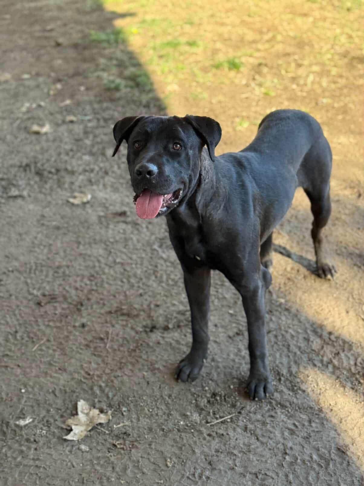 Enlarge Jesse, a Adoptable Labrador Retriever in San Diego, CA image 1/3