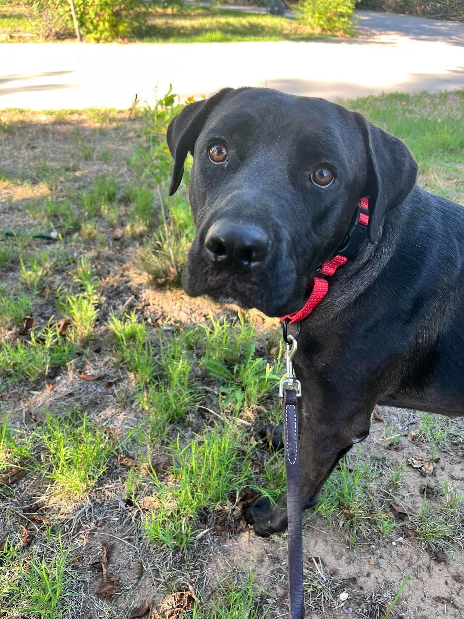 Enlarge Jesse, a Adoptable Labrador Retriever in San Diego, CA image 2/3