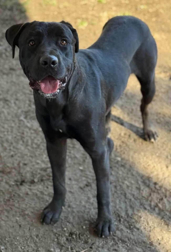 Enlarge Jesse, a Adoptable Labrador Retriever in San Diego, CA image 3/3