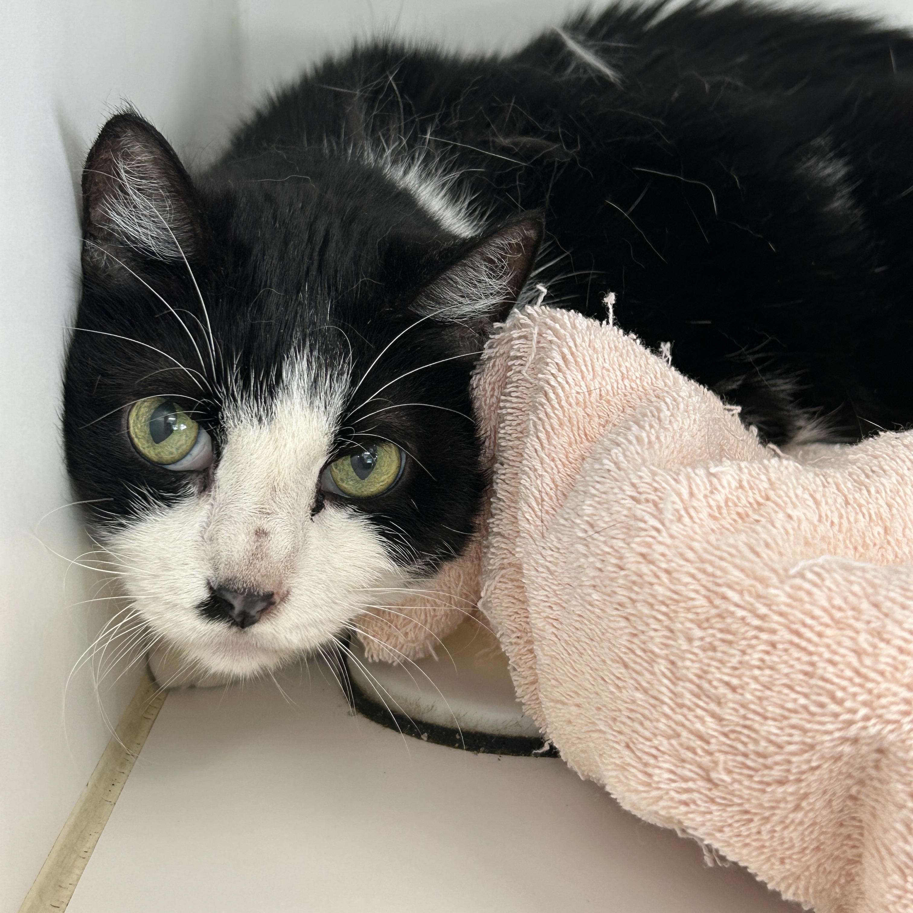 Dr. Dre, Adoptable, Senior Male Tuxedo.
