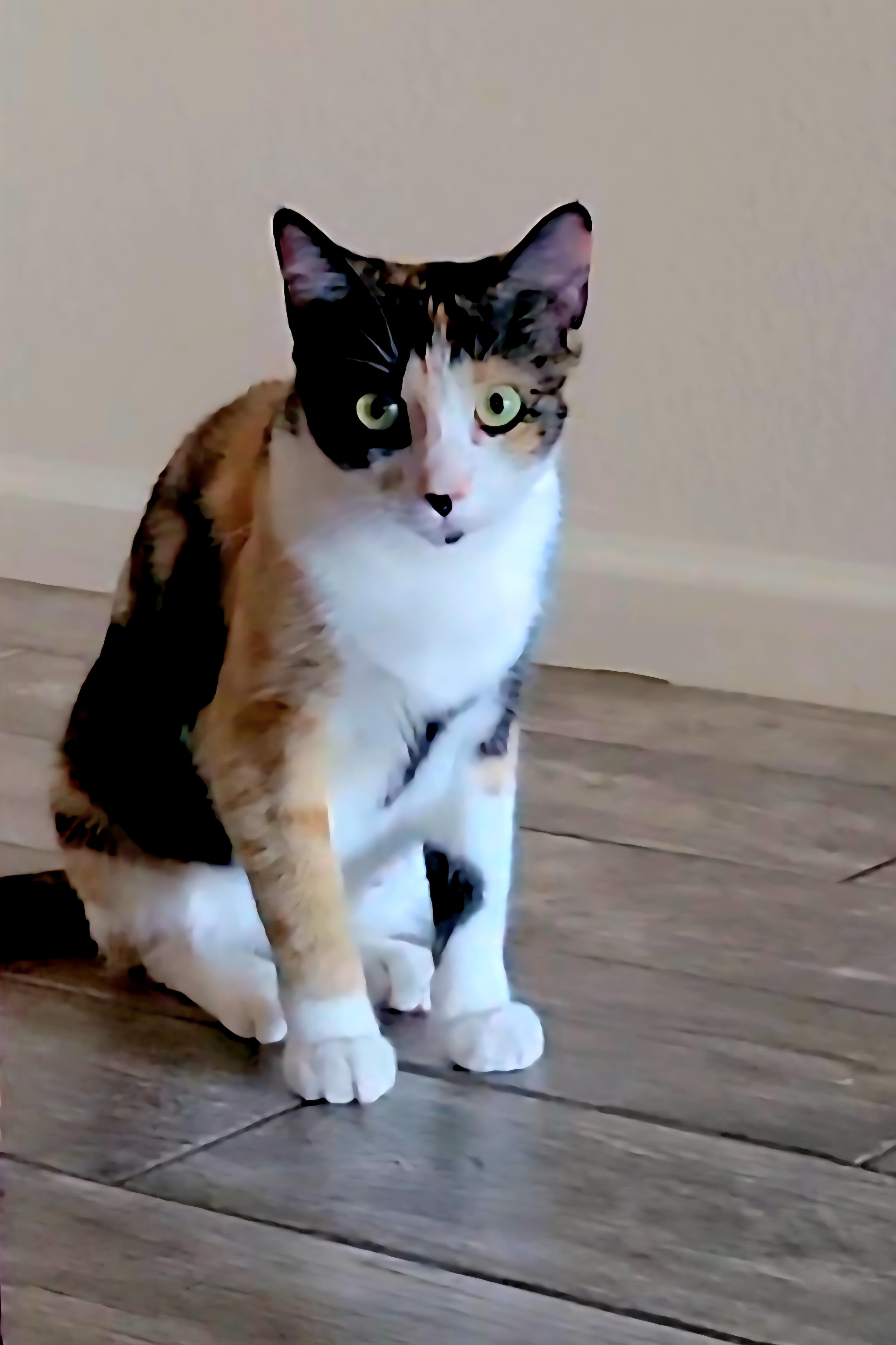 Enlarge Venus, a Adoptable Calico image 1/4