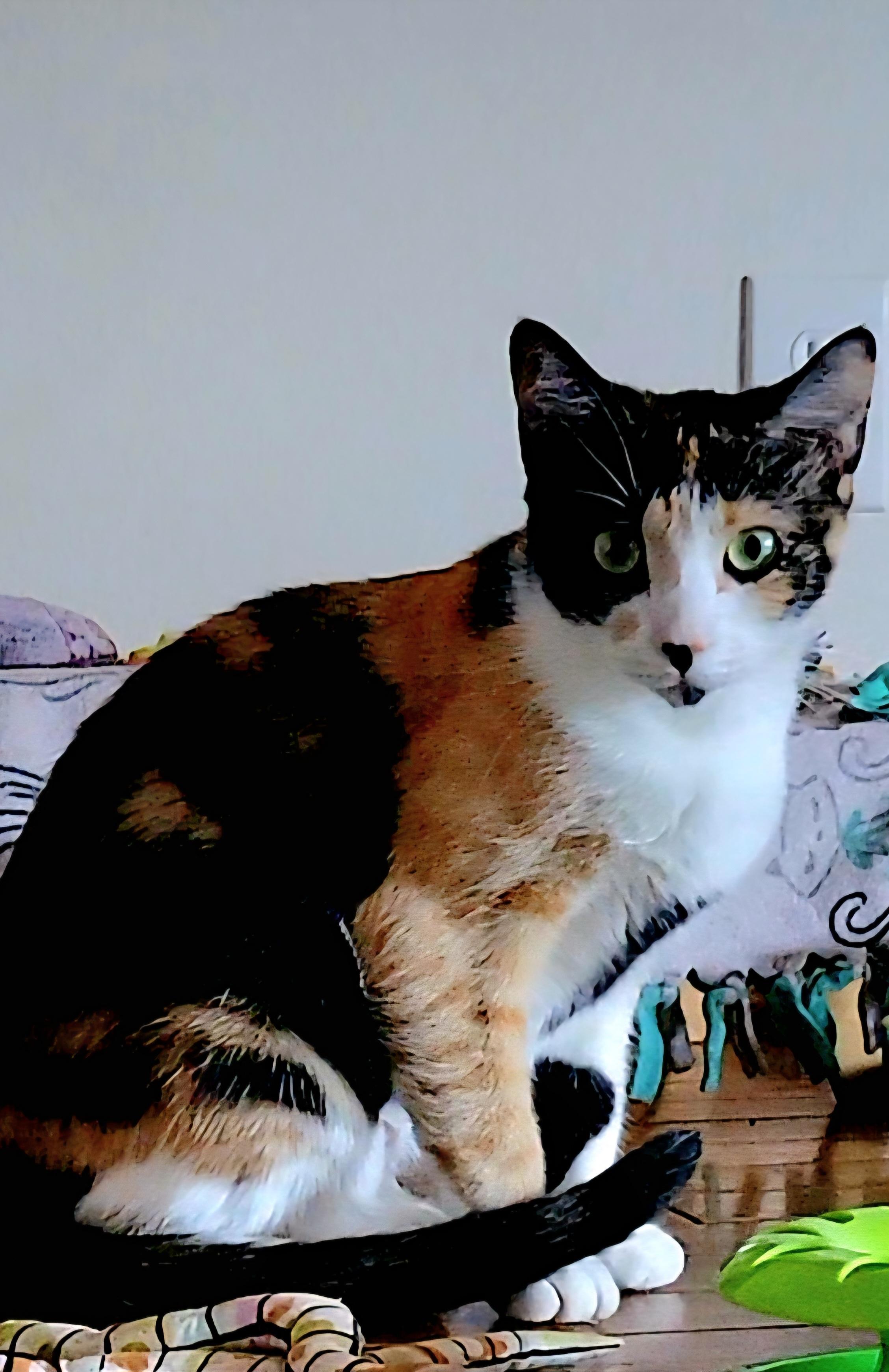 Enlarge Venus, a Adoptable Calico image 2/4