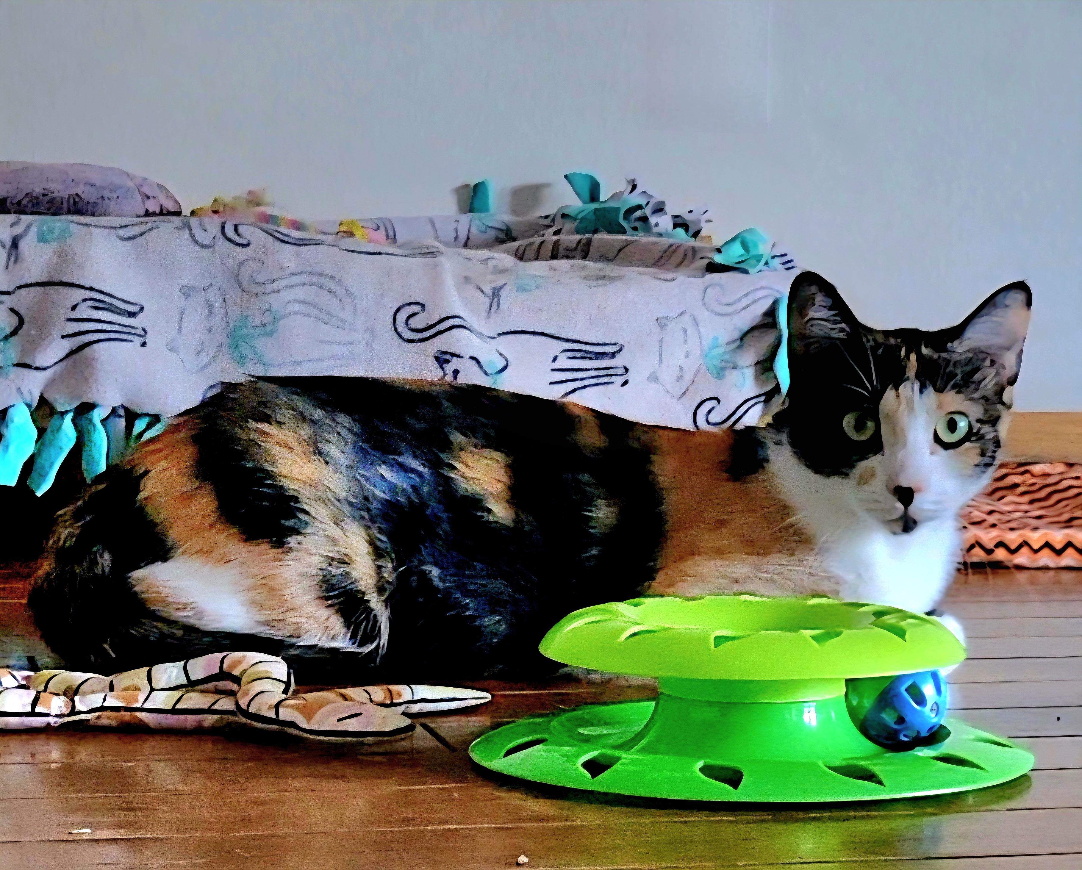 Enlarge Venus, a Adoptable Calico image 3/4