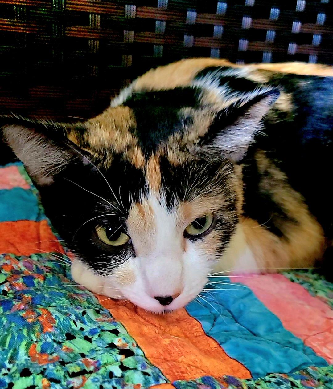 Enlarge Venus, a Adoptable Calico image 4/4