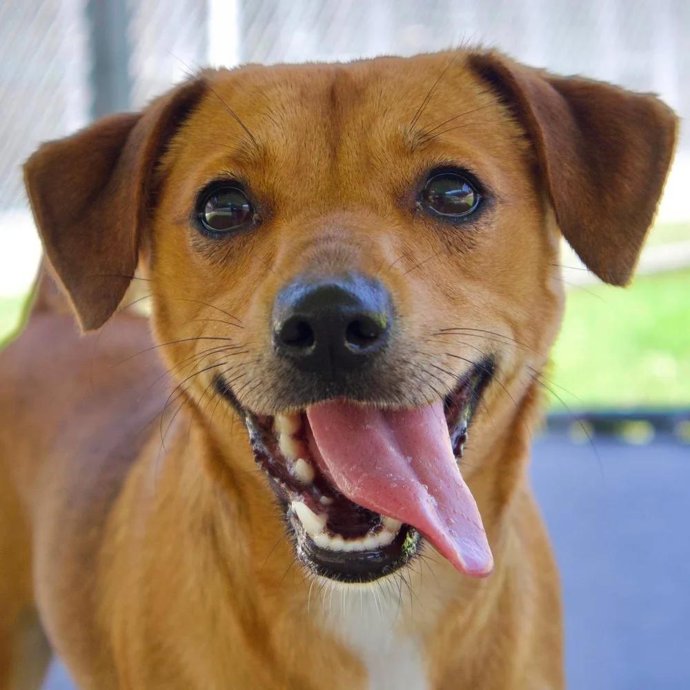 Sadie, Adopted, Adult Female Beagle.