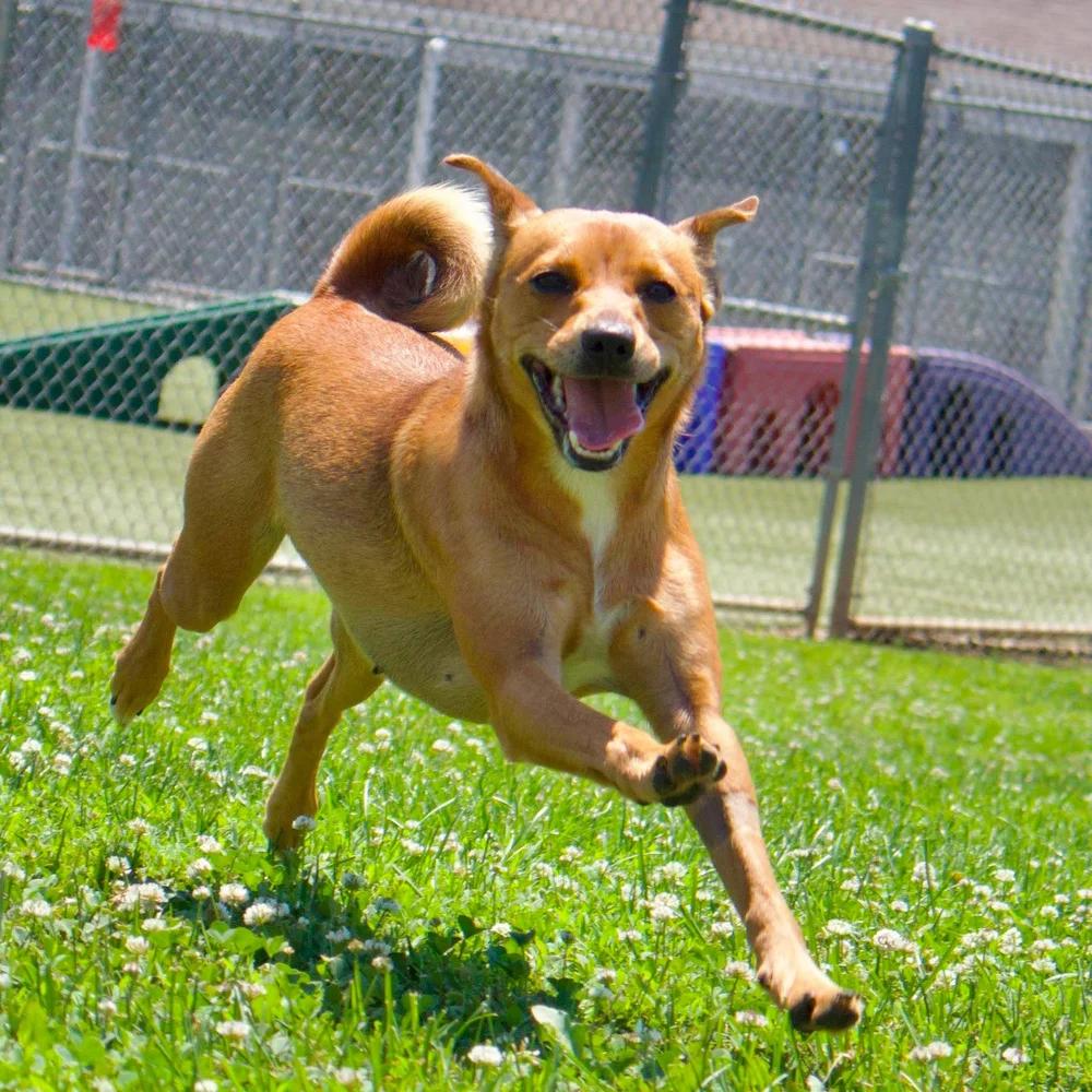 Enlarge Sadie, a Adopted mixed breed in Godfrey, IL image 3/6
