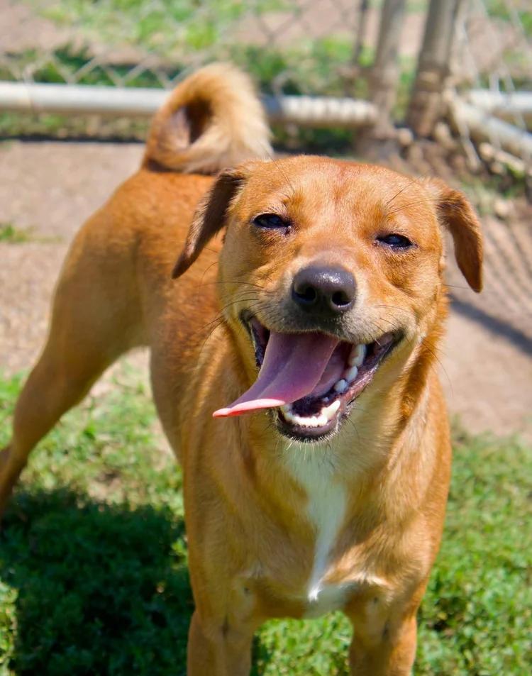 Enlarge Sadie, a Adopted mixed breed in Godfrey, IL image 2/6