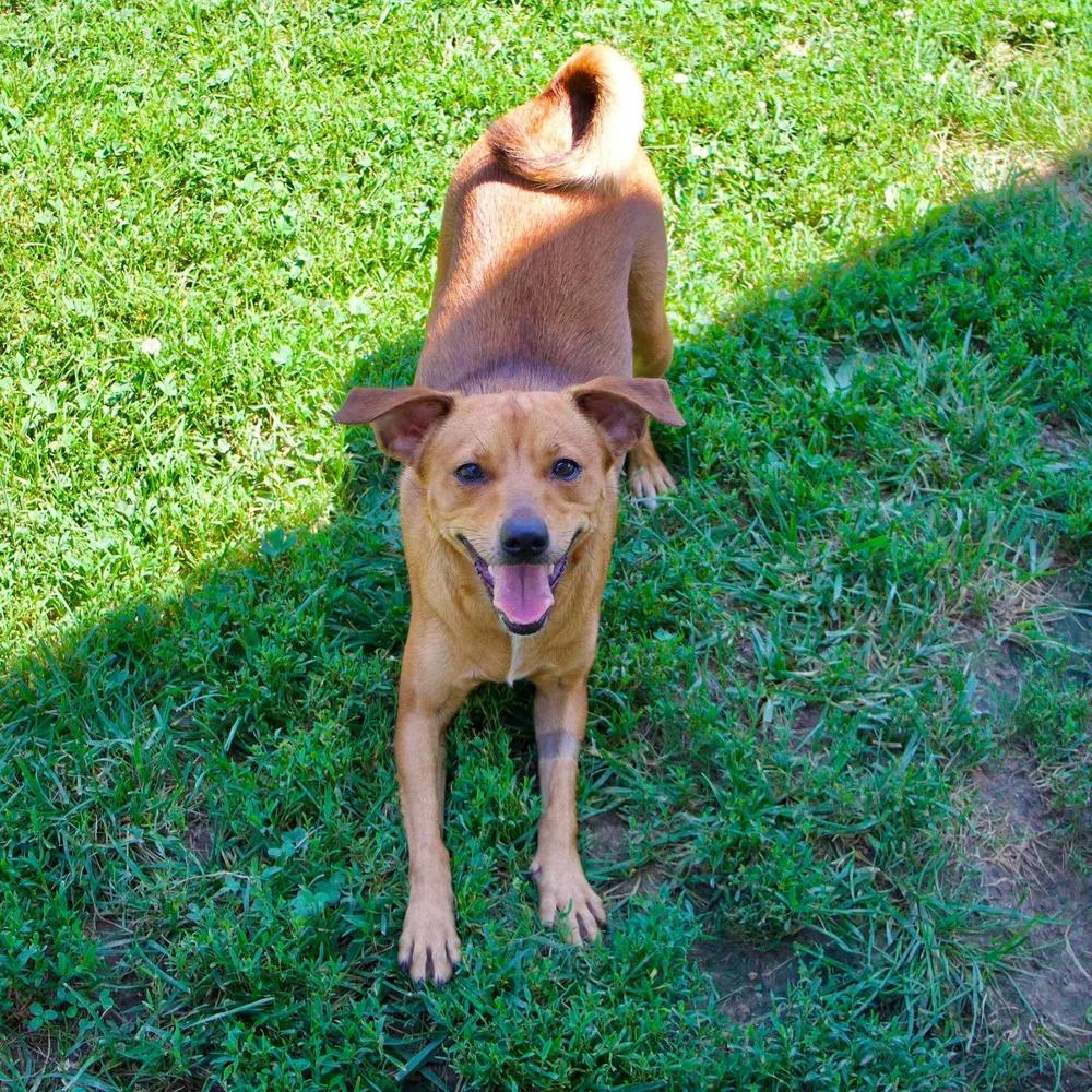 Enlarge Sadie, a Adopted mixed breed in Godfrey, IL image 5/6