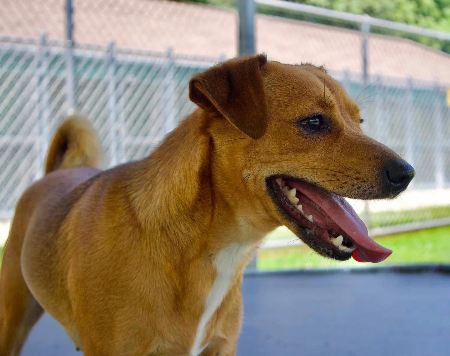 Enlarge Sadie, a Adopted mixed breed in Godfrey, IL image 4/6