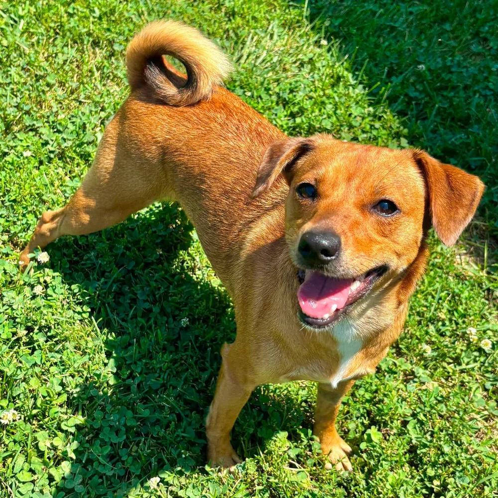 Enlarge Sadie, a Adopted mixed breed in Godfrey, IL image 6/6