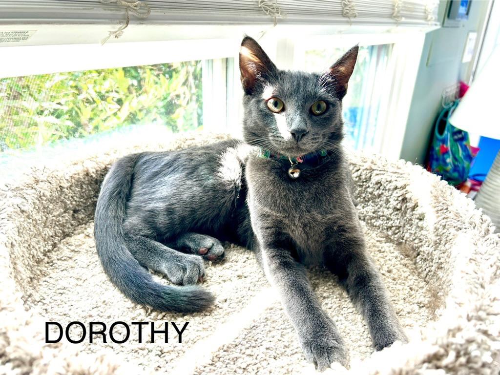 Dorothy Vaughan, Adoptable, Young Female Domestic Short Hair.