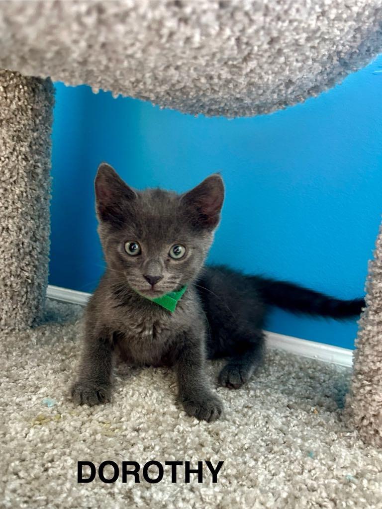 Enlarge Dorothy Vaughan, a Adoptable mixed breed in Parkville, MD image 2/6